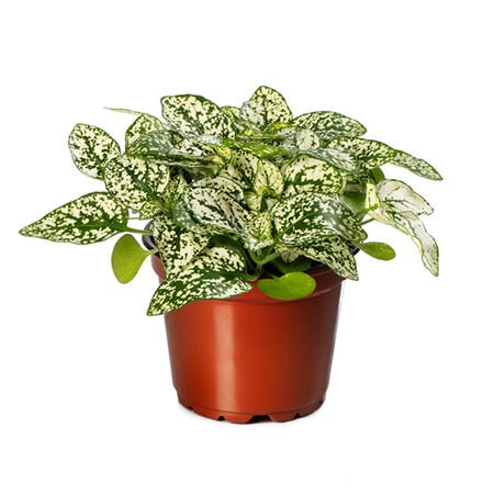 Confetti White, Hypoestes - 250 Seeds image number null